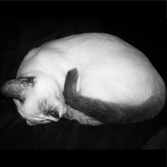 Meet your Posher, Lisa - Picture 3 of 4